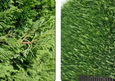 Plantation d&rsquo;une haie de cyprès